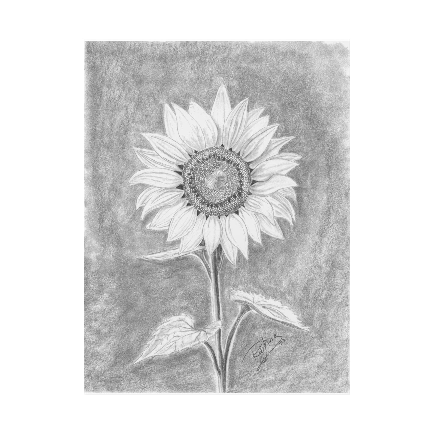 Sunflower - Canvas Gallery Wraps