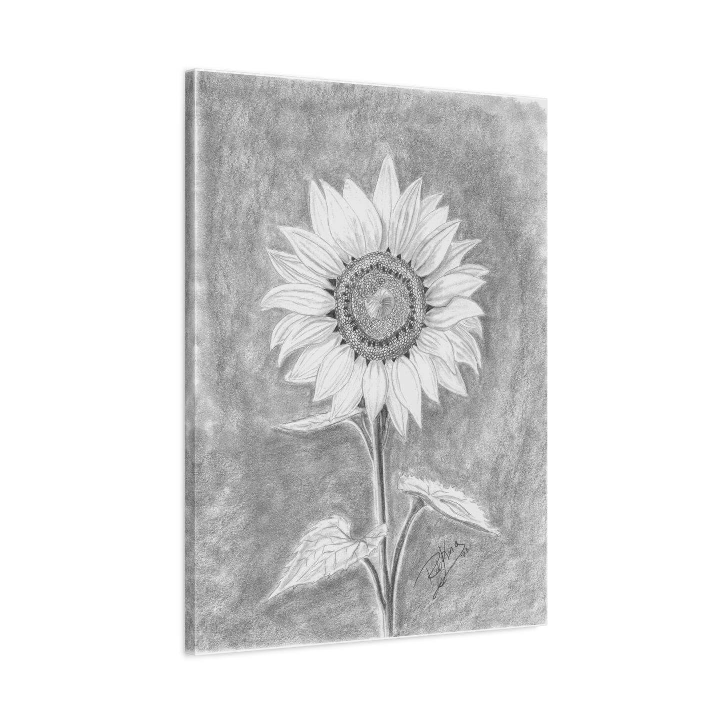 Sunflower - Canvas Gallery Wraps