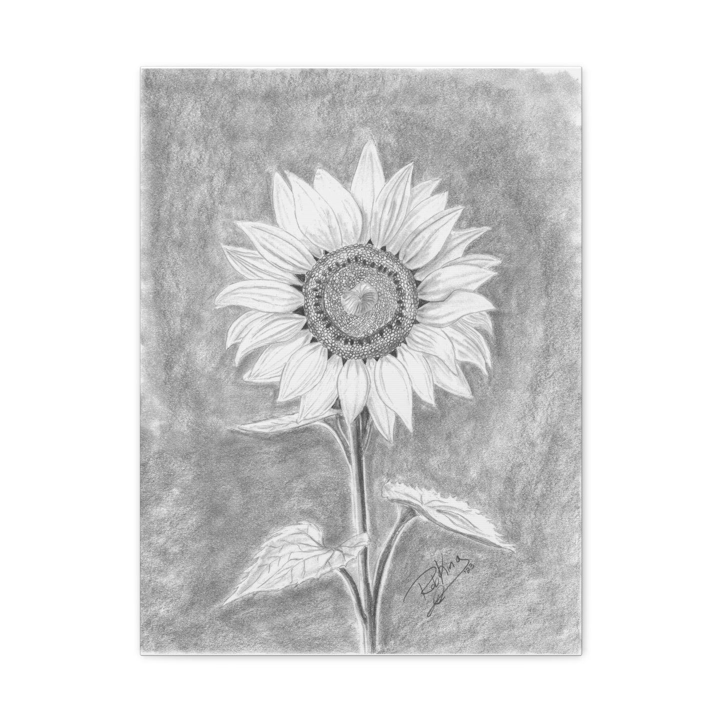 Sunflower - Canvas Gallery Wraps