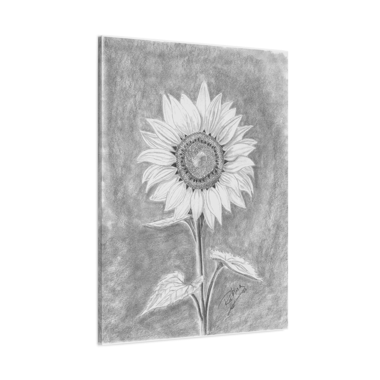 Sunflower - Canvas Gallery Wraps