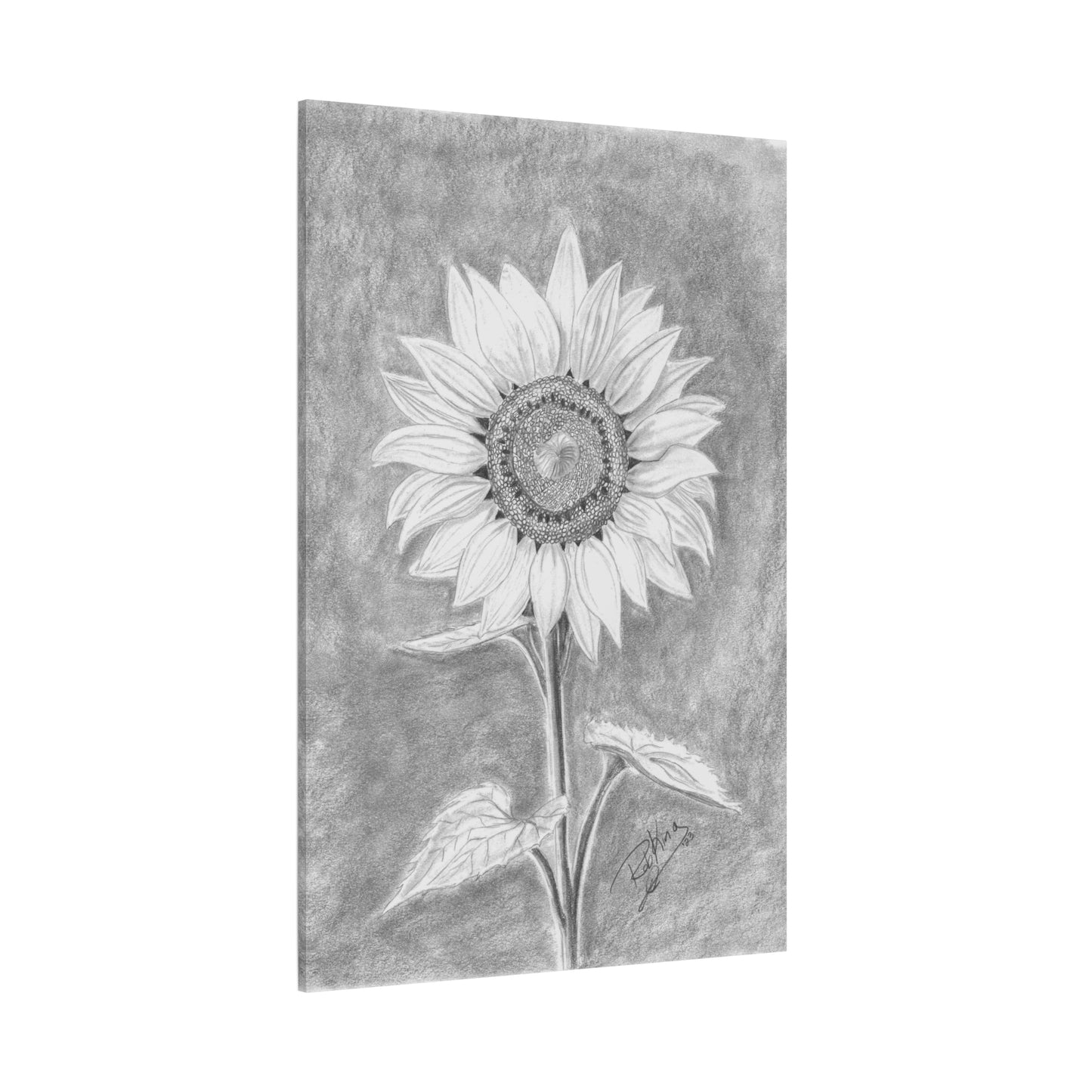 Sunflower - Canvas Gallery Wraps