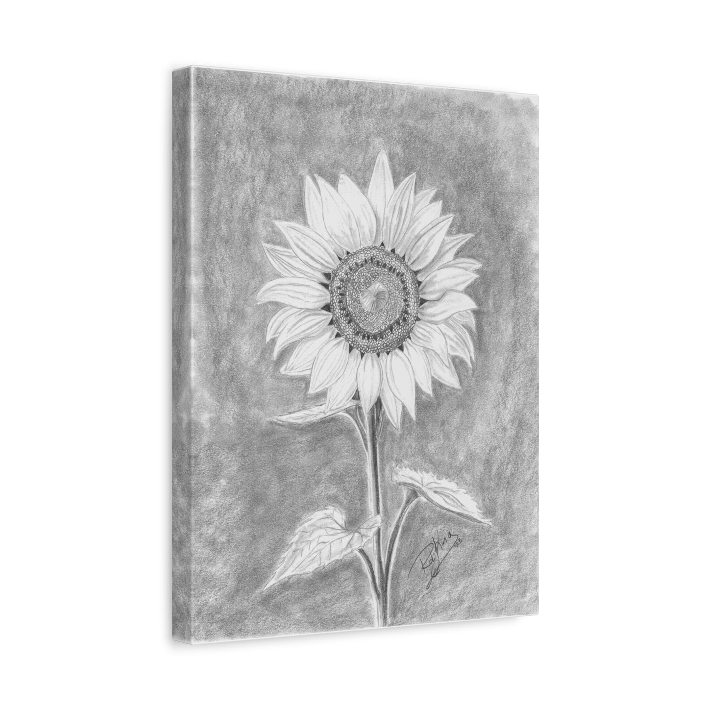Sunflower - Canvas Gallery Wraps