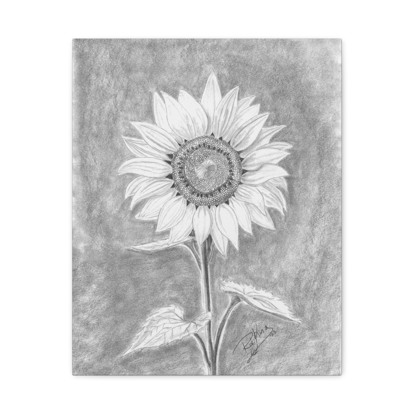 Sunflower - Canvas Gallery Wraps
