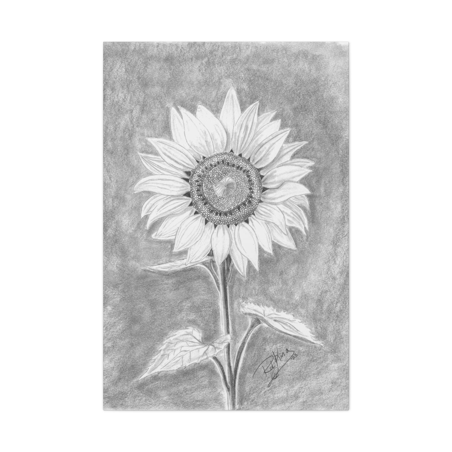 Sunflower - Canvas Gallery Wraps