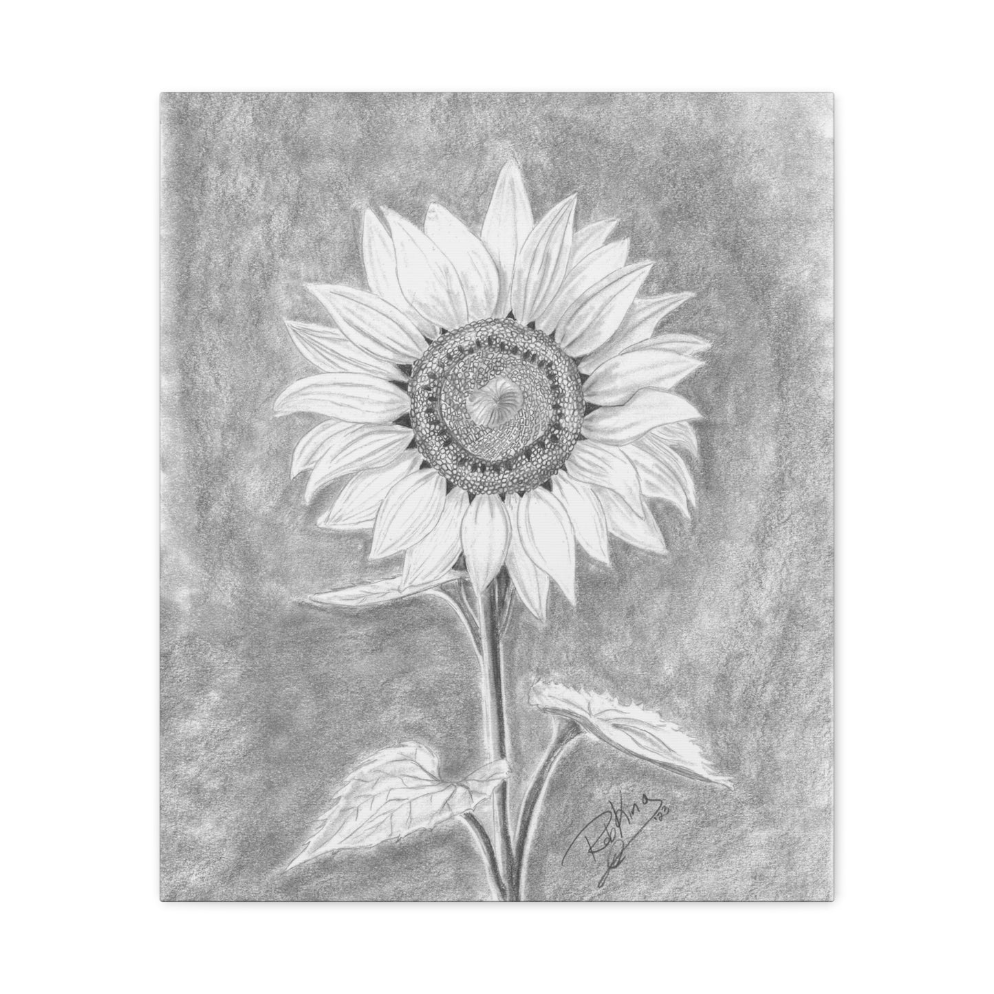 Sunflower - Canvas Gallery Wraps
