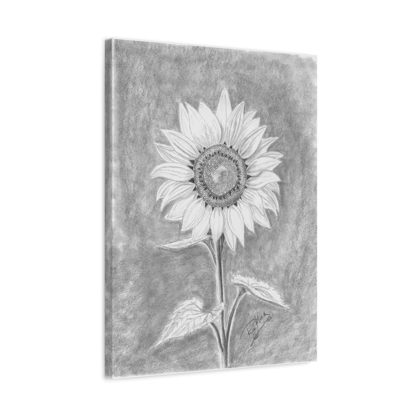 Sunflower - Canvas Gallery Wraps