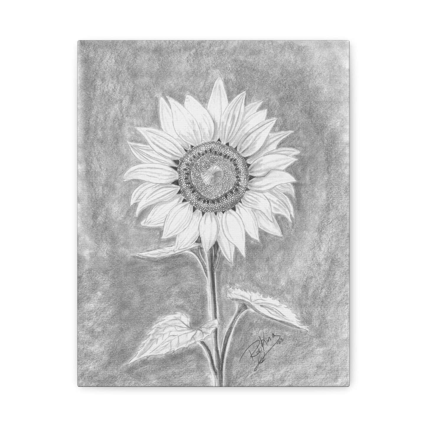 Sunflower - Canvas Gallery Wraps