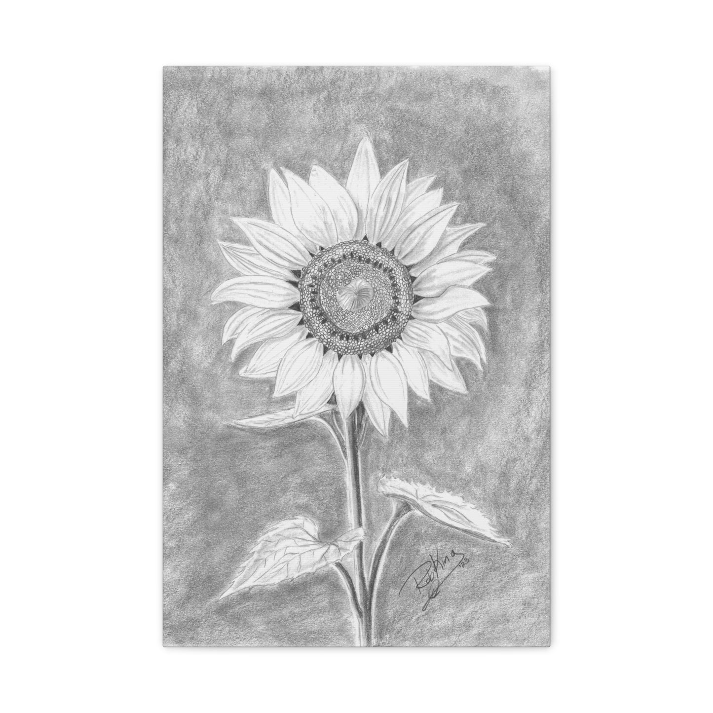 Sunflower - Canvas Gallery Wraps