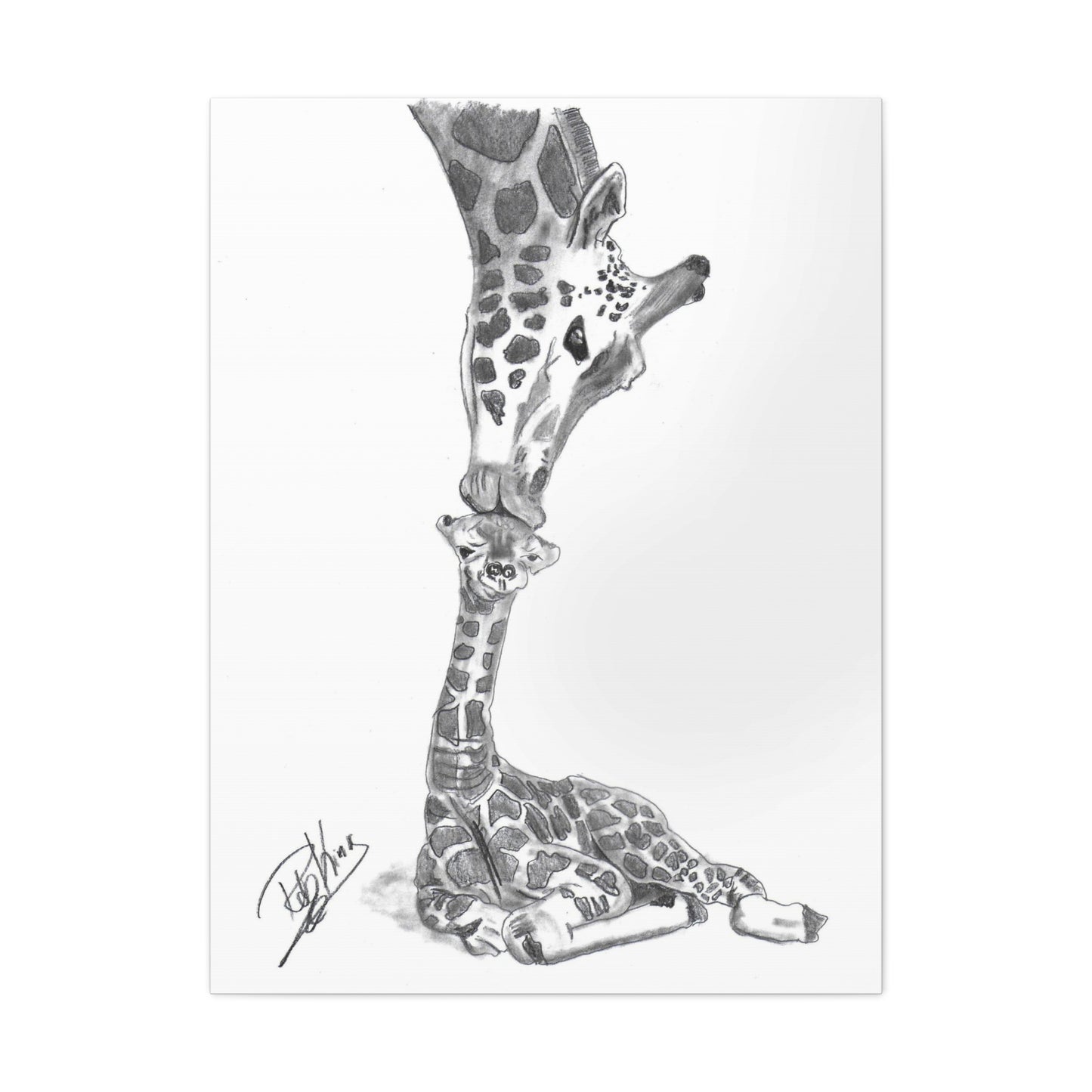 Giraffe Mother Child Kiss - Canvas Gallery Wraps