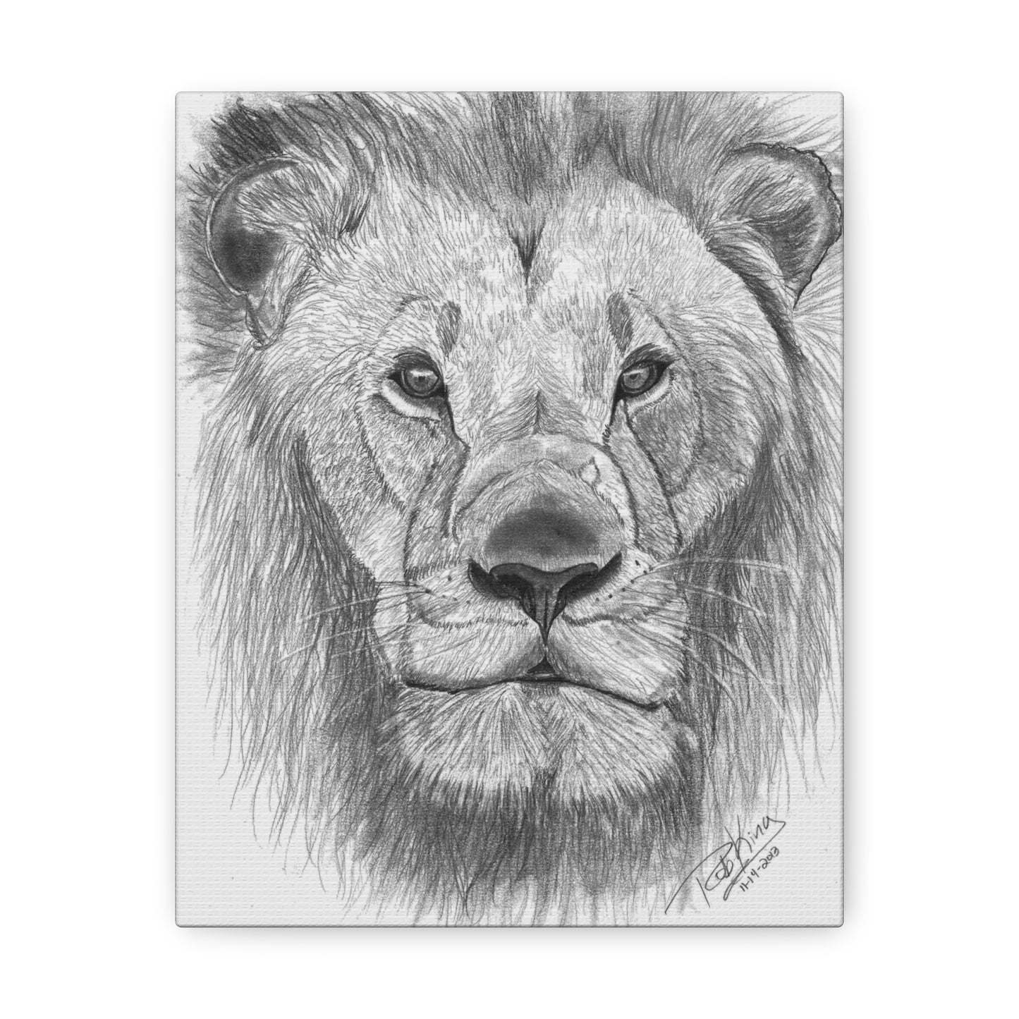 Lion - Canvas Gallery Wraps