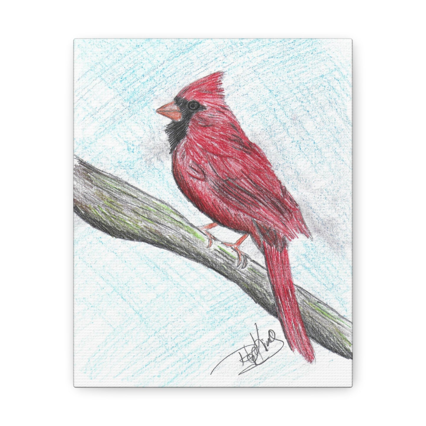 Cardinal in Color  - Canvas Gallery Wraps