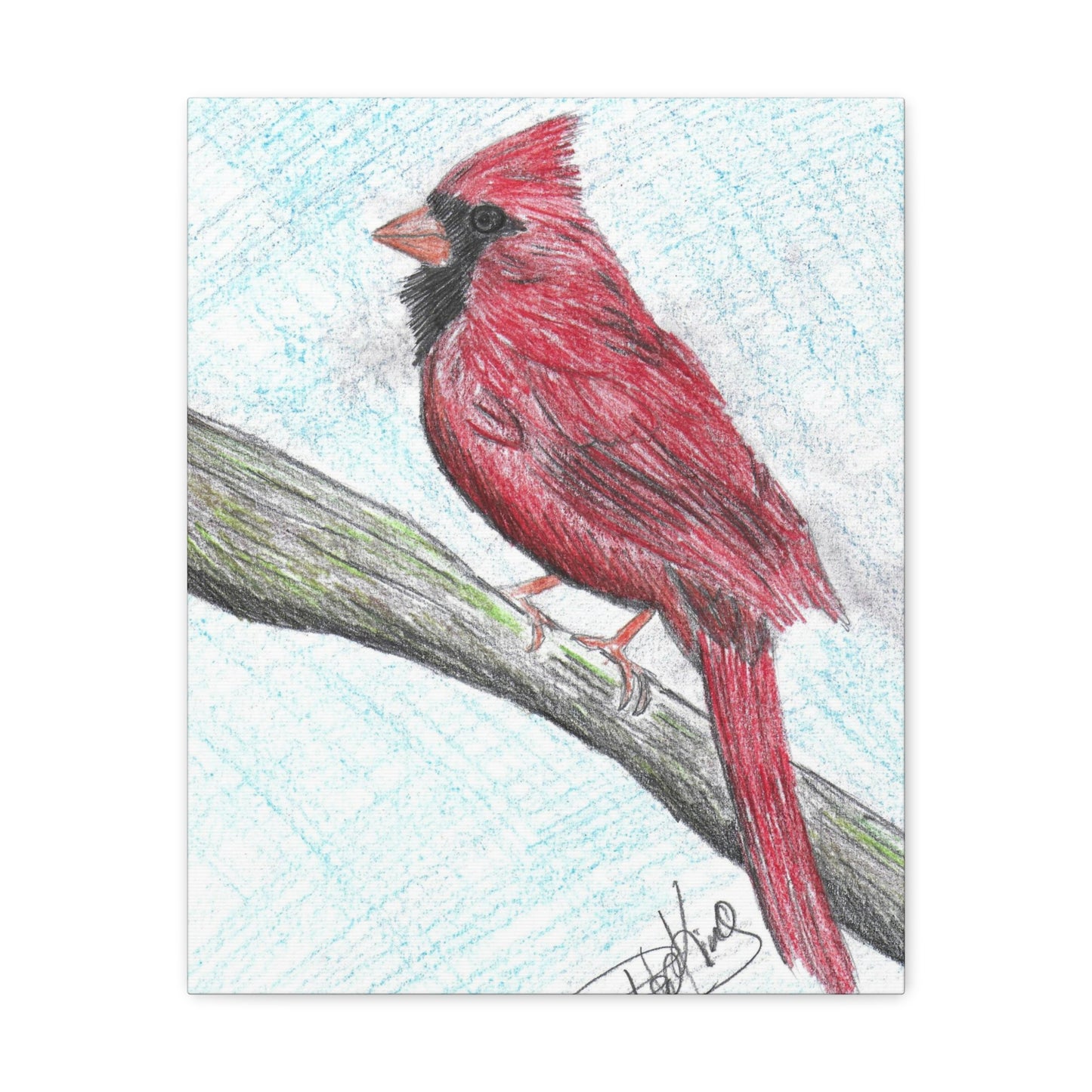 Cardinal in Color  - Canvas Gallery Wraps