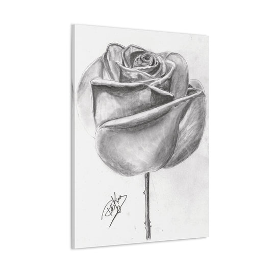 Single Rose in Bloom  - Canvas Gallery Wraps