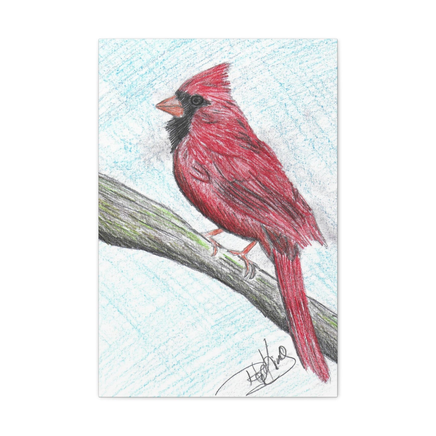 Cardinal in Color  - Canvas Gallery Wraps