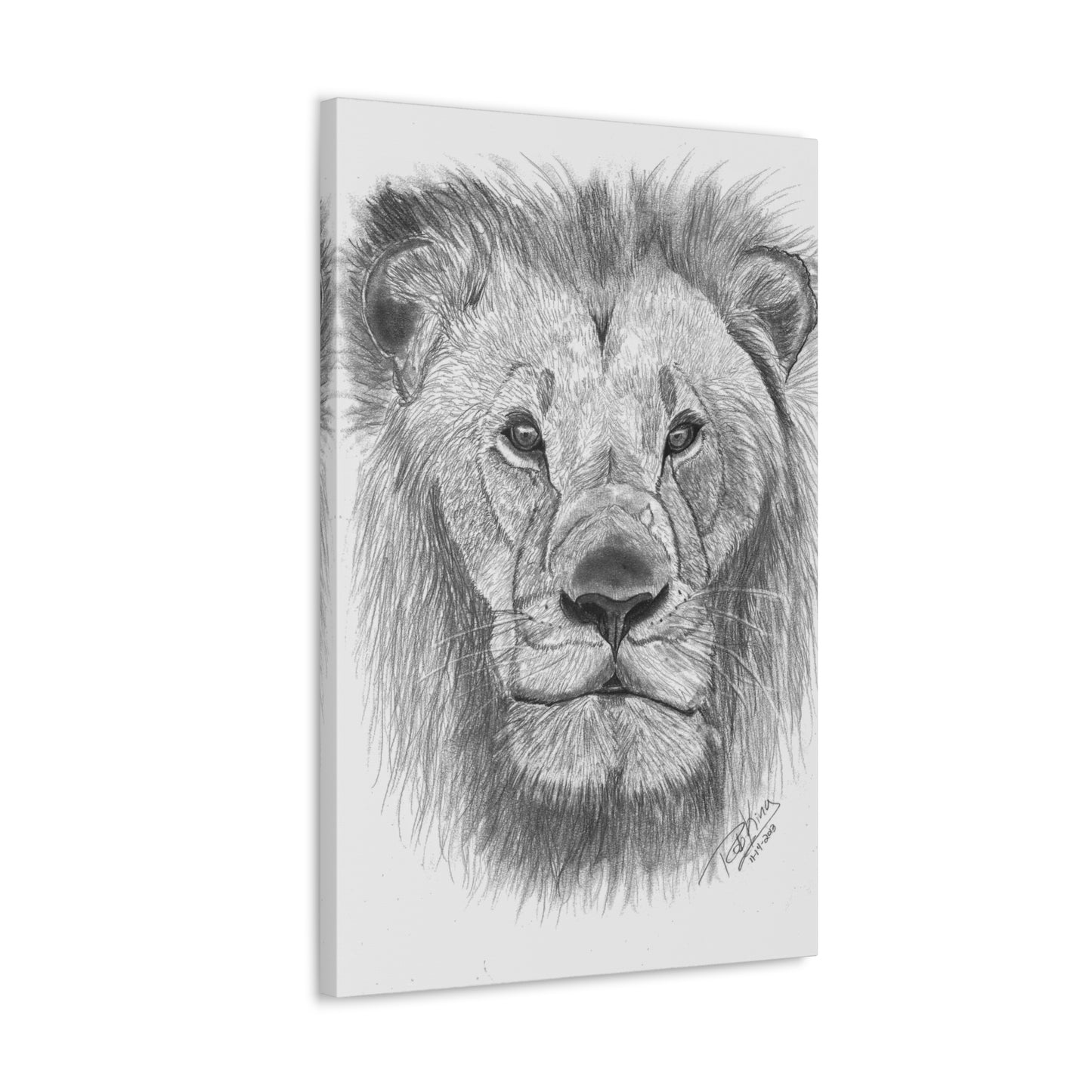 Lion - Canvas Gallery Wraps