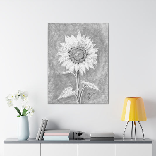 Sunflower  - Canvas Gallery Wraps