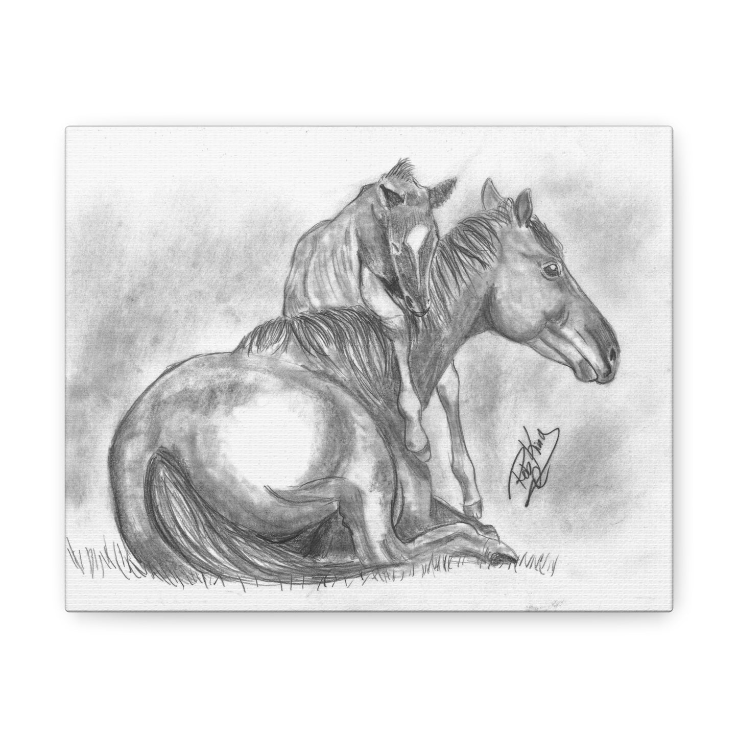 Horse and Foal - Canvas Gallery Wrap